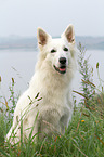 sitting Berger Blanc Suisse