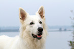 Berger Blanc Suisse Portrait