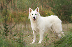 Berger Blanc Suisse