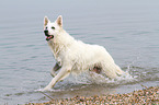 running Berger Blanc Suisse