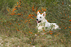 lying Berger Blanc Suisse