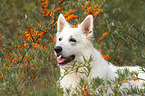 Berger Blanc Suisse Portrait