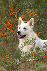 lying Berger Blanc Suisse