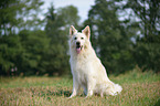 sitting Berger Blanc Suisse