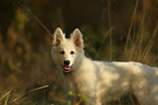 young Berger Blanc Suisse