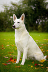 sitting White Swiss Shepherd Dog
