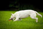 running White Swiss Shepherd Dog