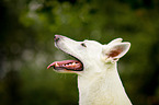 White Swiss Shepherd Dog Portrait