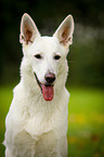 White Swiss Shepherd Dog Portrait