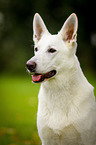 White Swiss Shepherd Dog Portrait