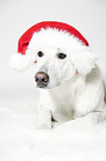 Berger Blanc Suisse with santa hat