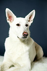 Berger Blanc Suisse