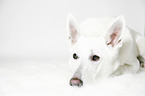 Berger Blanc Suisse Portrait