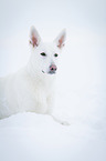 lying White Swiss Shepherd Dog