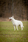 White Swiss Shepherd Dog