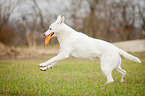 running White Swiss Shepherd Dog