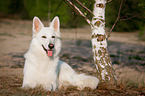 lying White Swiss Shepherd Dog