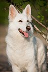 White Swiss Shepherd Dog Portrait