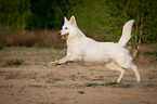 running White Swiss Shepherd Dog