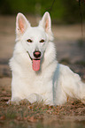 lying White Swiss Shepherd Dog