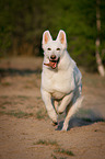 running White Swiss Shepherd Dog