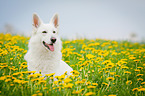 White Swiss Shepherd Dog
