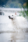 White Swiss Shepherd Dog