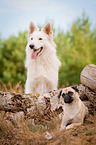 White Shepherd and Pug