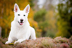 lying White Swiss Shepherd Dog