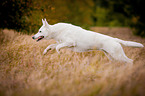 running White Swiss Shepherd Dog