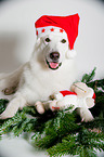 Berger Blanc Suisse with santa hat