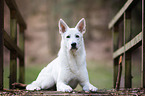 male White swiss shepherd dog