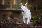 male White swiss shepherd dog