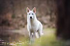 male White swiss shepherd dog