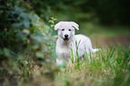 White swiss shepherd dog puppy