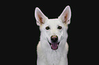 Berger Blanc Suisse Portrait