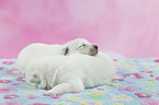 White Swiss Shepherd puppy