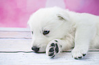 White Swiss Shepherd puppy