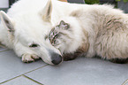 Berger Blanc Suisse with Cat