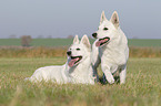 White Swiss Shepherds