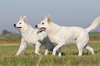 running White Swiss Shepherds