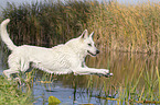 jumping White Swiss Shepherd