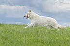 running Berger Blanc Suisse