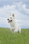 running Berger Blanc Suisse