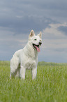 standing Berger Blanc Suisse