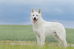 standing Berger Blanc Suisse