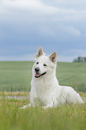 lying Berger Blanc Suisse