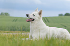 lying Berger Blanc Suisse