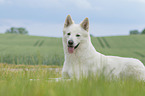 lying Berger Blanc Suisse