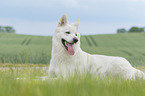 lying Berger Blanc Suisse